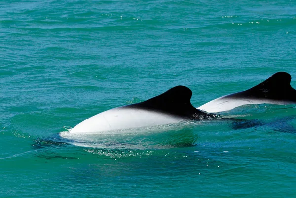 Delfin Handlowy Cephalorhynchus Commercial Sonii — Zdjęcie stockowe