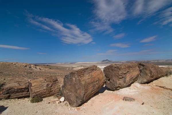 Bosques Petrificados Patagonia Debido Necesidad Proteger Los Bosques Petrificados Monumento Fotos De Stock Sin Royalties Gratis