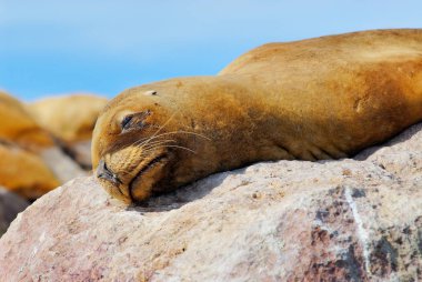 Güney Amerika deniz aslanı (Otaria flavescens)