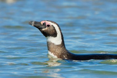 Macellan pengueni (Spheniscus magellanicus) Patagoni