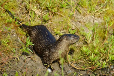 Neotropik nehir samuru (Lontra longicaudis)