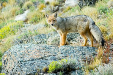 Patagonya Fox (Falkland tilkisi culpaeus)