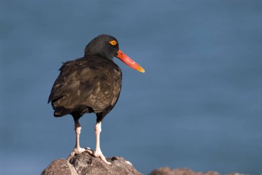 Siyahımsı Ostreycatcher (Haematopus bırakmayın)