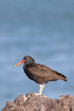 Siyahımsı Ostreycatcher (Haematopus bırakmayın)