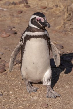 Patagonya 'da Macellan Pengueni (Spheniscus magellanicus)