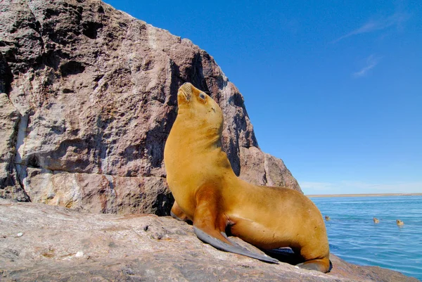 South American Sea Lion Otaria Flavescens — Stock Photo, Image