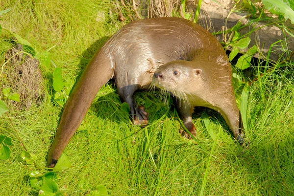 Lontra Rio Neotropical Lontra Longicaudis — Fotografia de Stock