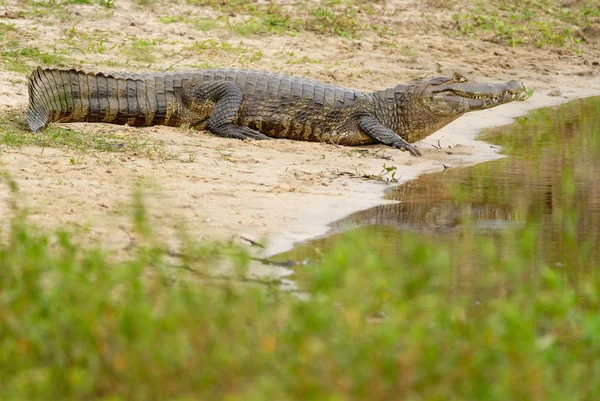 Yacare Каймана Caiman Yacare — стокове фото