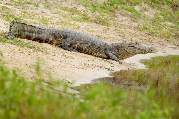 Yacare Каймана Caiman Yacare — стокове фото