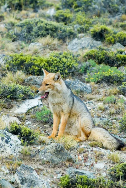 Patagoniska Fox Dusicyon Culpaeus — Stockfoto