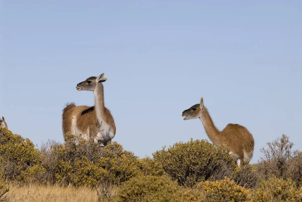 Guanaco Lama Guanicoe Patagonia — Foto Stock