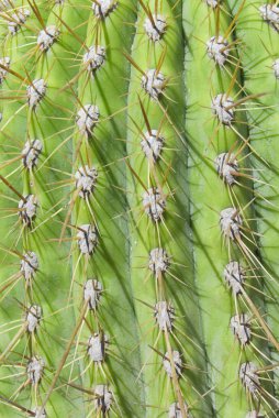 Kaktüs Dikenleri Ayrıntılı Seçici odak