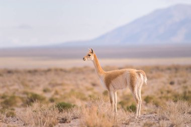 Vicuna (Vicgna vicugna) Güney Amerika 'dan bir Yüksek İrtifa Camelid' i