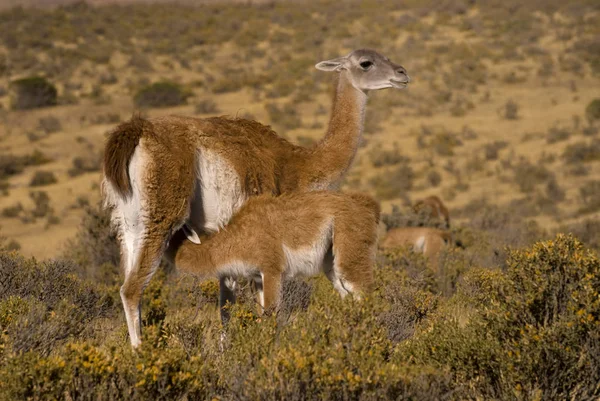 Baby Guanaco Suckling Lama Guanicoe Patagonia — Stock Photo, Image