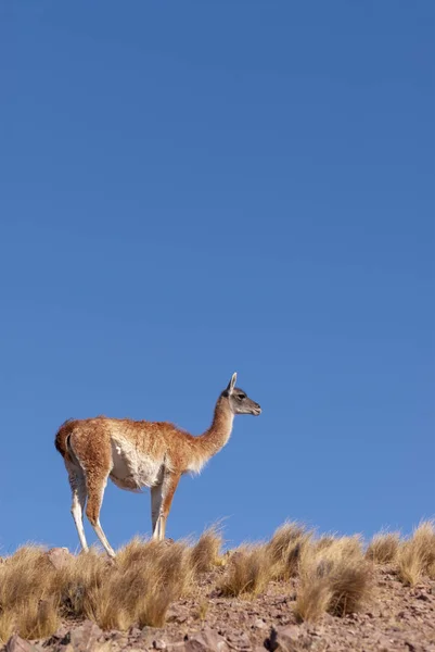 Guanaco Lama Guanicoe Patagonia — Foto Stock