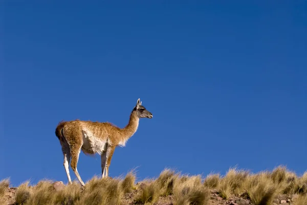 Guanaco Lama Guanicoe Patagonia — Foto Stock