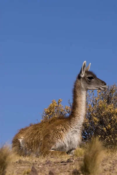 Guanaco Lama Guanicoe Patagonia — Foto Stock