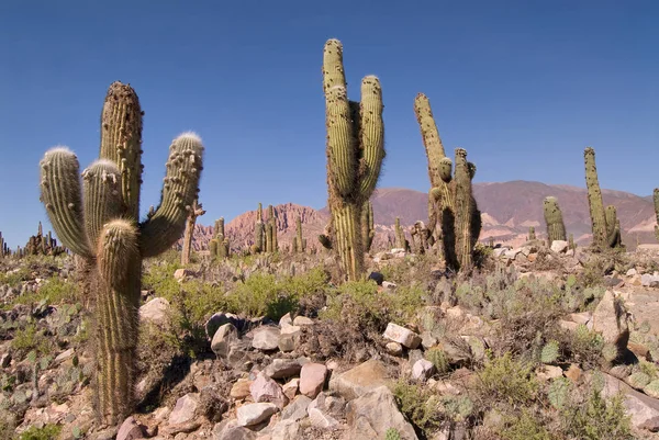 Pasacana Cactus Trichocereus Pasacana Észak Argentínában — Stock Fotó