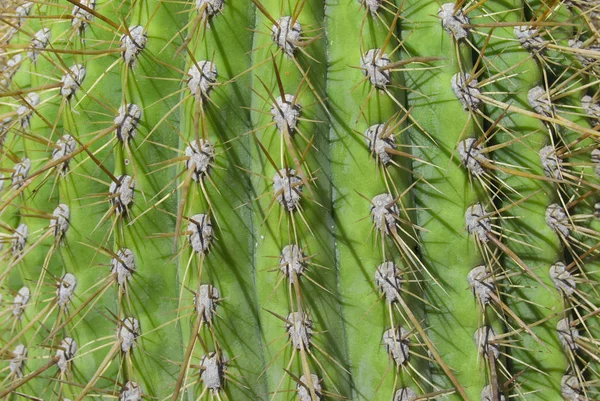 Espinas Cactus Detalle Enfoque Selectivo — Foto de Stock