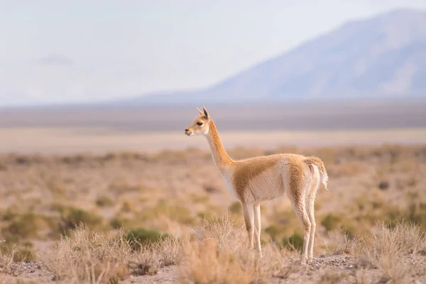 Vicuna Vicgna Vicugna Camelide Alta Quota Proveniente Dal Sud America — Foto Stock