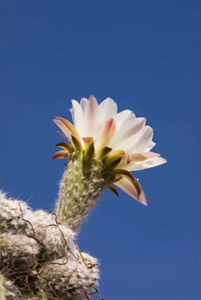Pasacana Cactus Blossom Trichocereus Pasacana Northern Argentina Stock Photo