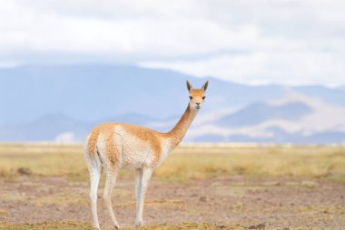 Vicuna (Vicgna vicugna) Güney Amerika 'dan bir Yüksek İrtifa Camelid' i