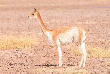 Vicuna (Vicgna vicugna) Güney Amerika 'dan bir Yüksek İrtifa Camelid' i