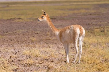 Vicuna (Vicgna vicugna) Güney Amerika 'dan bir Yüksek İrtifa Camelid' i