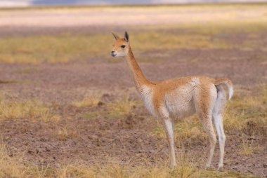 Vicuna (Vicgna vicugna) Güney Amerika 'dan bir Yüksek İrtifa Camelid' i