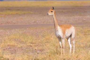 Vicuna (Vicgna vicugna) Güney Amerika 'dan bir Yüksek İrtifa Camelid' i