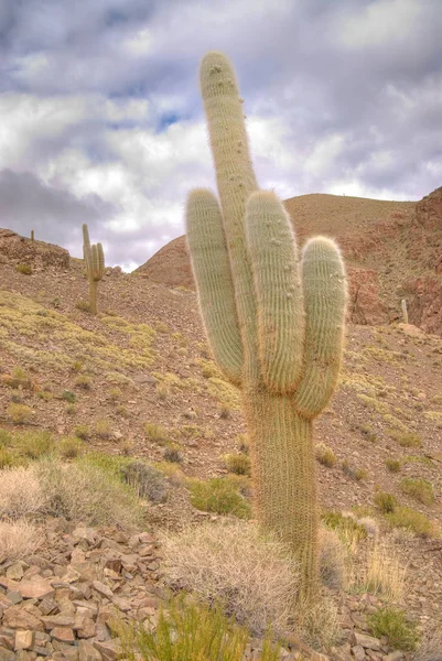 Pasacana Cactus Trichocereus Pasacana Northern Argentina — Stock Photo, Image