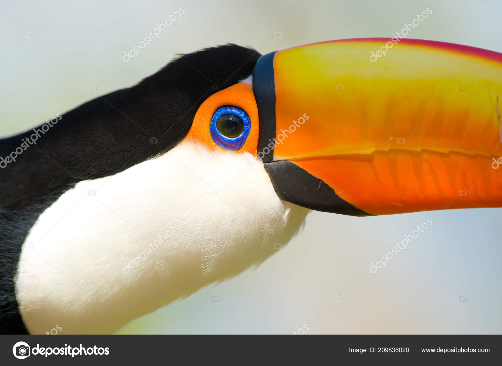 1 164 Toco Toucan Stock Photos Images Download Toco Toucan Pictures On Depositphotos