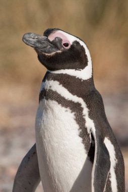Macellan pengueni (Spheniscus magellanicus) Patagoni