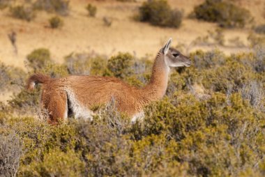Çok (Lama Guanicoe) Patagonya '