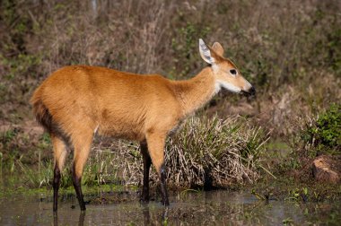 Marsh geyik (Blastocerus dichotomus)