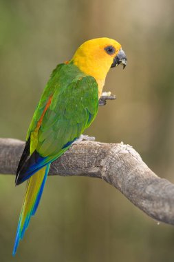 Renkli Papağan seçici odak