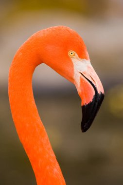Kırmızı Karayip flamingo yakın çekim baş detay