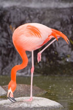 Bir havuzda renkli Flamingo
