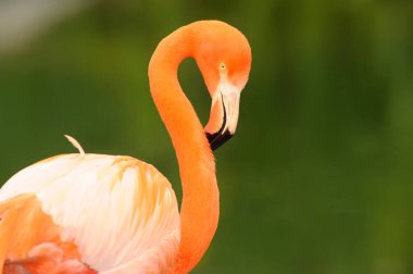 Kırmızı Karayip flamingo yakın çekim baş detay