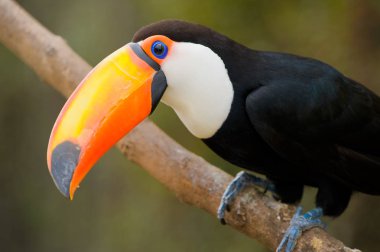Derin bitki örtüsü Toco Toucan