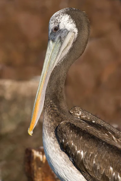 Pelican Primer Plano Enfoque Selectivo — Foto de Stock