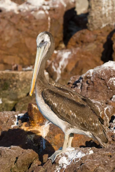 Pelican Debout Dans Les Rochers — Photo