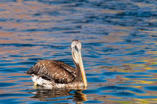 Pelican Natation Dans Eau Réflexion Colorée — Photo