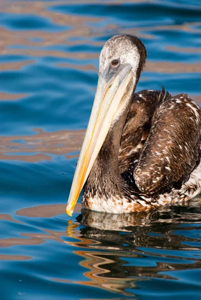 Pelican Swimming Colorful Reflection Water — Stock Photo, Image