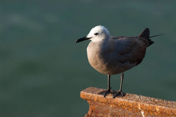 Gray Gull Perche Selective Focus — Stock Photo, Image