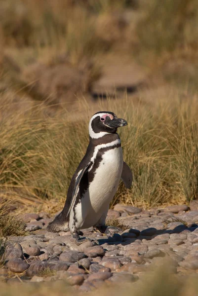 Магеллановый Пингвин Spfescus Magellanicus Патагони — стоковое фото