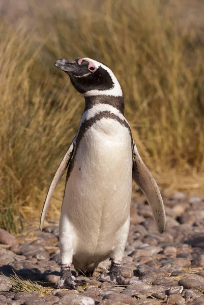 Magellan Penguin Spheniscus Magellanicus Патагонии — стоковое фото