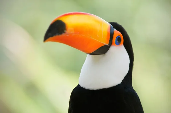 Chef Närbild Toucan — Stockfoto