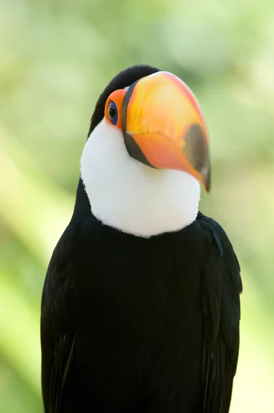 Huvud Närbild Touca — Stockfoto