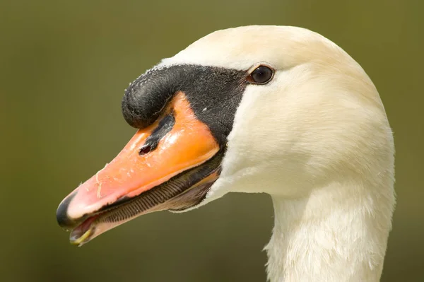 Schwanenkopf Aus Nächster Nähe — Stockfoto